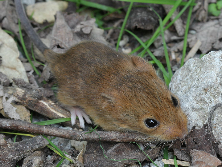 Golden Mouse (Ochrotomys nuttalli)